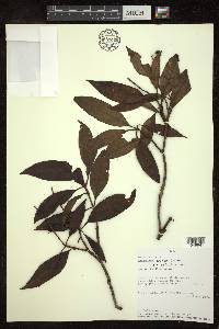 Byrsonima spicata image