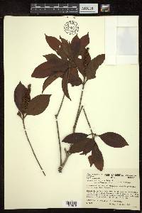 Byrsonima spicata image