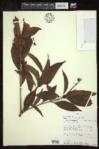 Byrsonima spicata image