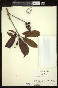 Byrsonima spicata image