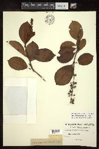 Byrsonima crassifolia image