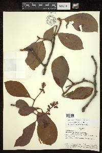 Byrsonima crassifolia image