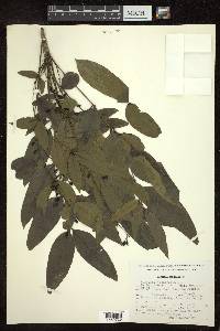 Mahonia tenuifolia image