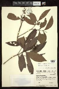 Byrsonima laxiflora image