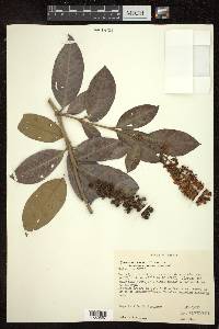 Byrsonima lancifolia image