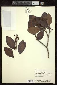 Byrsonima laxiflora image