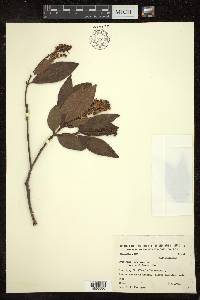 Byrsonima laxiflora image