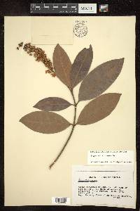 Byrsonima laxiflora image