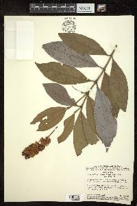 Byrsonima lancifolia image