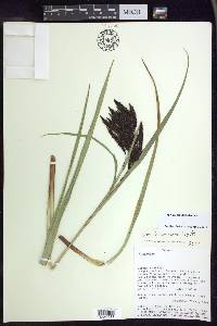 Carex lemanniana image