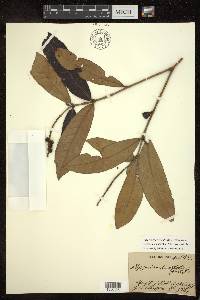 Byrsonima lancifolia image