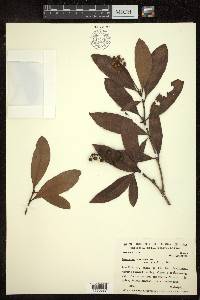 Byrsonima laxiflora image