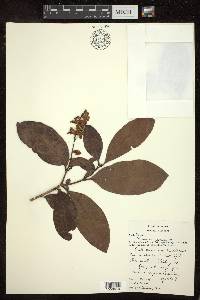 Byrsonima laxiflora image