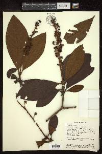 Byrsonima stipulacea image