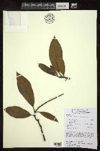 Byrsonima stipulacea image