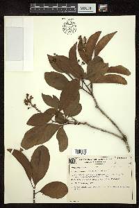 Byrsonima perseifolia image