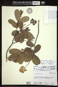 Byrsonima umbellata image