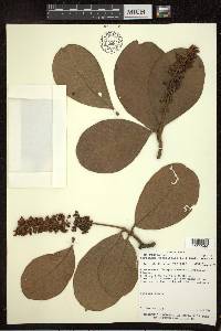 Byrsonima crassifolia image