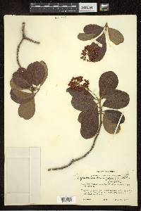 Byrsonima crassifolia image