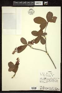 Byrsonima bucidifolia image