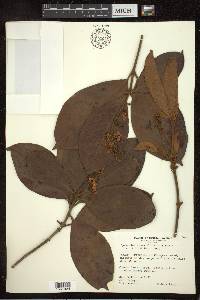 Byrsonima crassifolia image