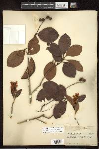 Byrsonima crassifolia image