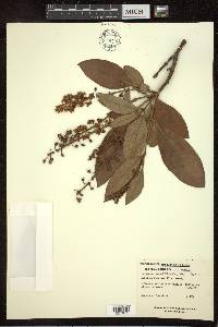 Byrsonima crassifolia image