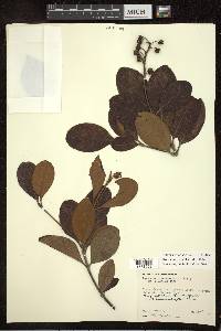 Byrsonima crassifolia image