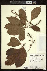 Byrsonima crassifolia image