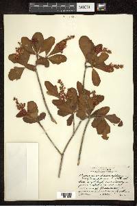 Byrsonima bucidifolia image