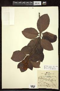 Byrsonima crassifolia image