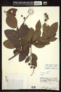 Byrsonima crassifolia image