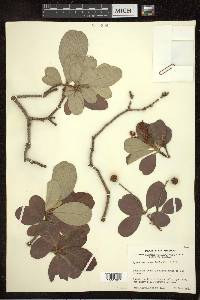 Byrsonima crassifolia image