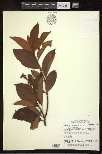 Byrsonima crassifolia image