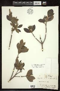 Byrsonima crassifolia image