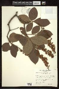 Byrsonima crassifolia image