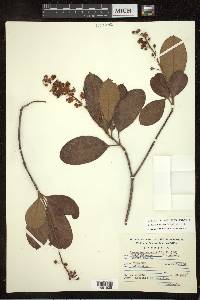 Byrsonima crassifolia image