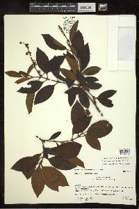 Byrsonima crassifolia image