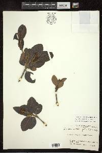 Byrsonima crassifolia image