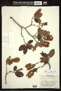 Byrsonima crassifolia image