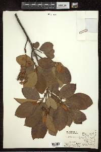 Byrsonima crassifolia image