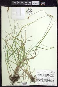 Carex projecta image