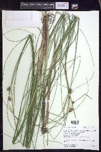 Carex oligosperma image