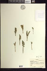 Botrychium minganense image