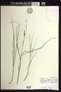 Carex swanii image