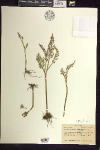 Botrychium matricariifolium image