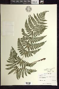 Dryopteris × triploidea image