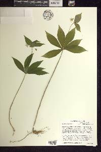 Medeola virginiana image