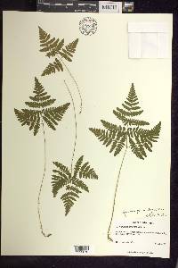 Gymnocarpium dryopteris image