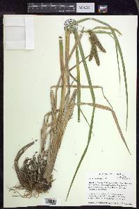 Carex pseudocyperus image